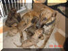 Roxy's litter - Light & Dark Brindle Great Dane Puppies